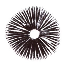 B+ Psilocybe Cubensis Εκτύπωση σπόρων Psilocybe Cubensis