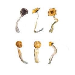 Magic Mushroom Sampler Kit / Μενού γευσιγνωσίας
