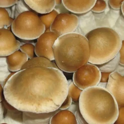 PES Hawaii cubensis Σπόροι μανιταριών