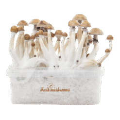 Fresh Mushrooms® Magic Mushroom Grow Kit Mexican XP