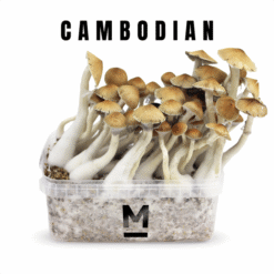 Κιτ καλλιέργειας μαγικών μανιταριών Cambodia από τη Mondo®