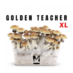 Κιτ καλλιέργειας μαγικών μανιταριών Golden Teacher από τη Mondo®