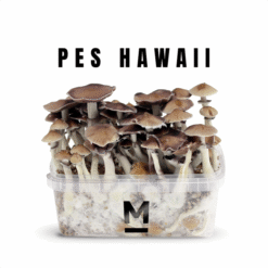 Κιτ καλλιέργειας μαγικών μανιταριών Hawaiian PES By Mondo®