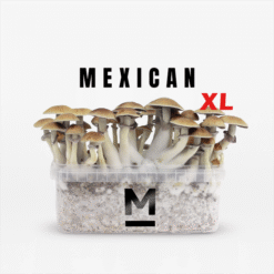 Κιτ καλλιέργειας μαγικών μανιταριών Mexican XL από τη Mondo®