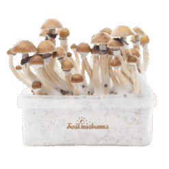 Μαγικό σετ καλλιέργειας μανιταριών McKennaii XP από FreshMushrooms®