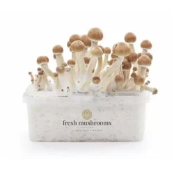 Μαγικό σετ καλλιέργειας μανιταριών Ecuador XP από FreshMushrooms®