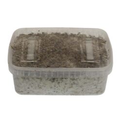 McKennaii Magic Mushrooms grow kit GetMagic