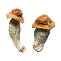 Melmac (Homestead Penis Envy) Μαγικά μανιτάρια