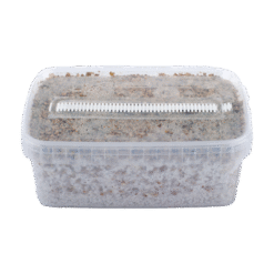 Σύντομη ημερομηνία Magic Mushroom Grow Kit